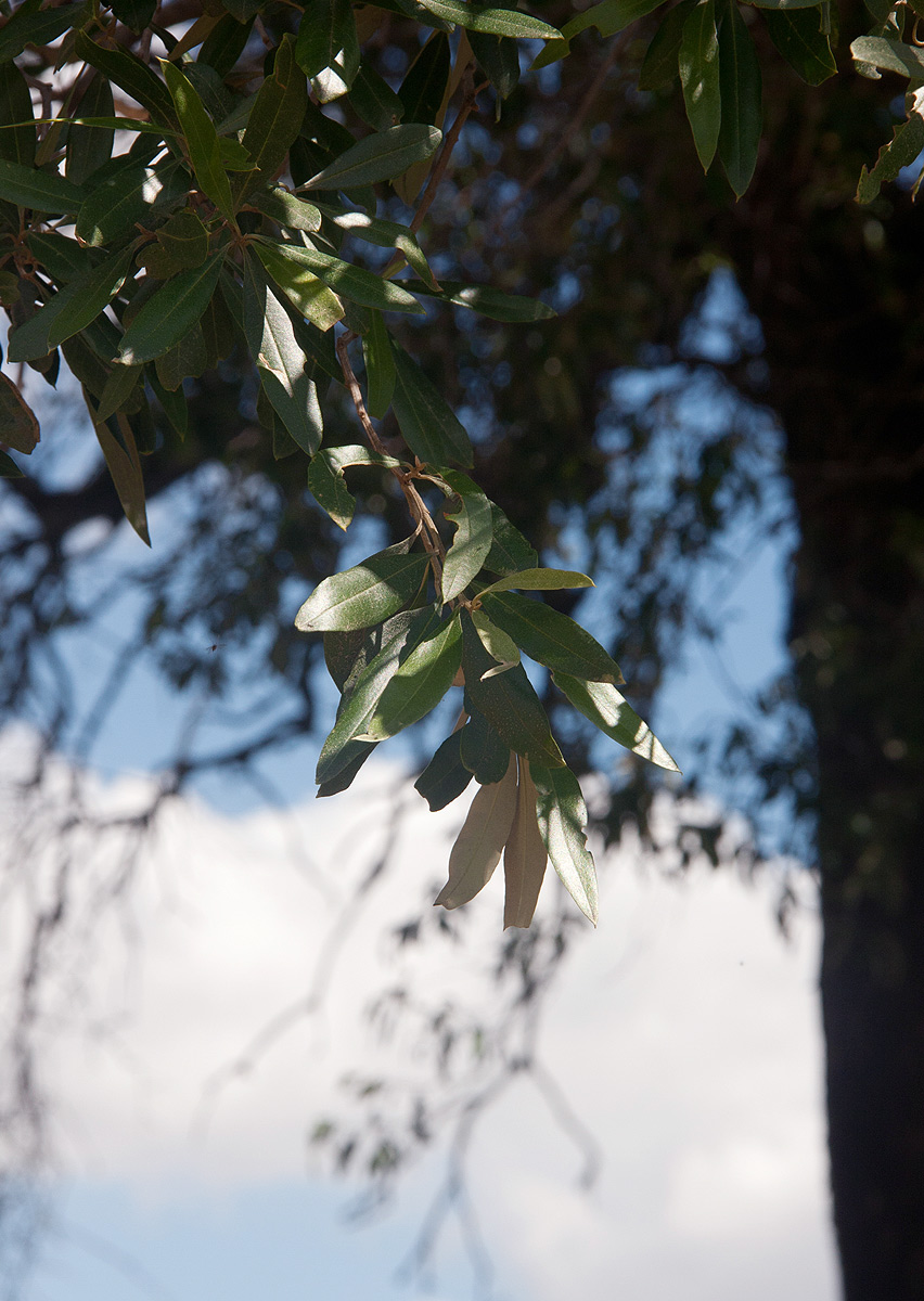 Olea europaea subsp. africana Olea europaea subsp. africana