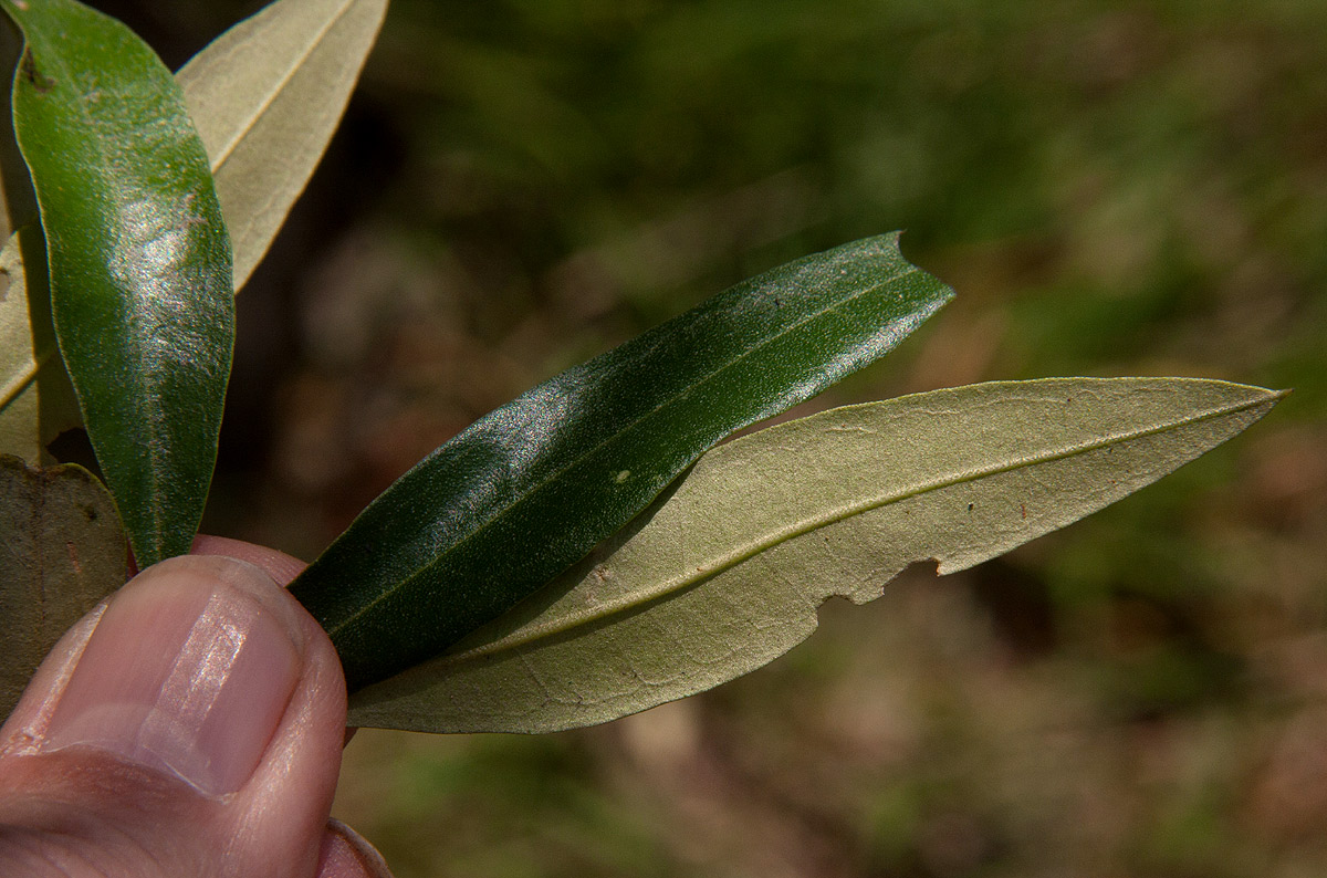 Olea europaea subsp. africana Olea europaea subsp. africana