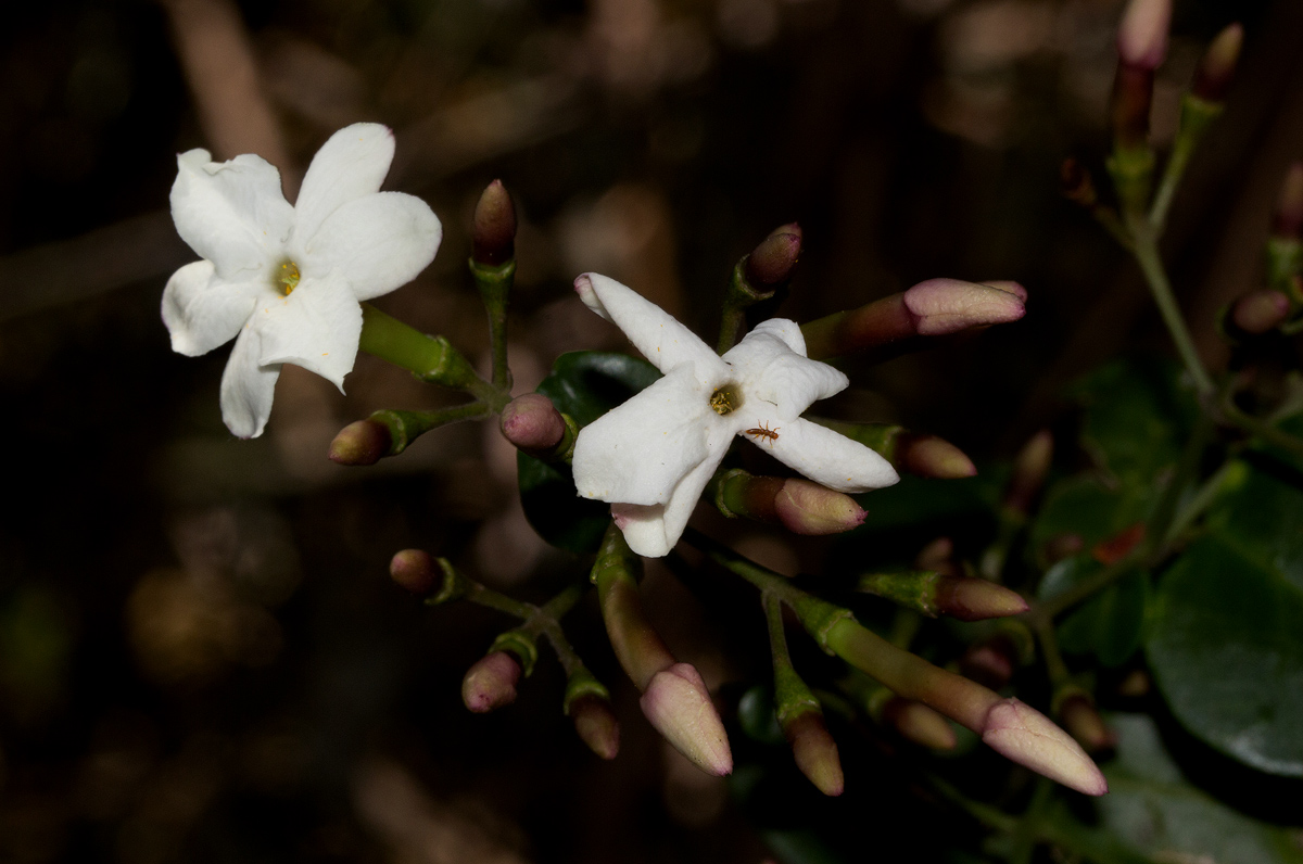 Jasminum abyssinicum Jasminum abyssinicum