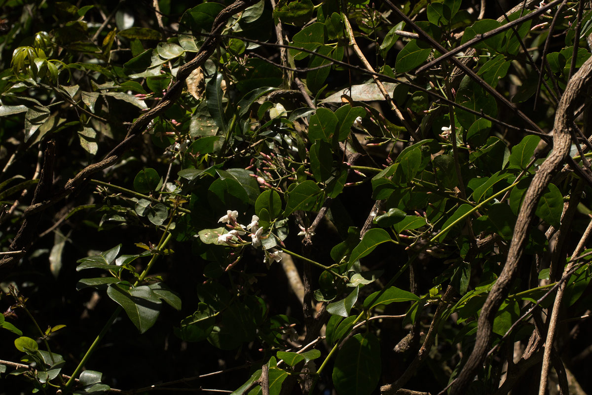 Jasminum abyssinicum Jasminum abyssinicum