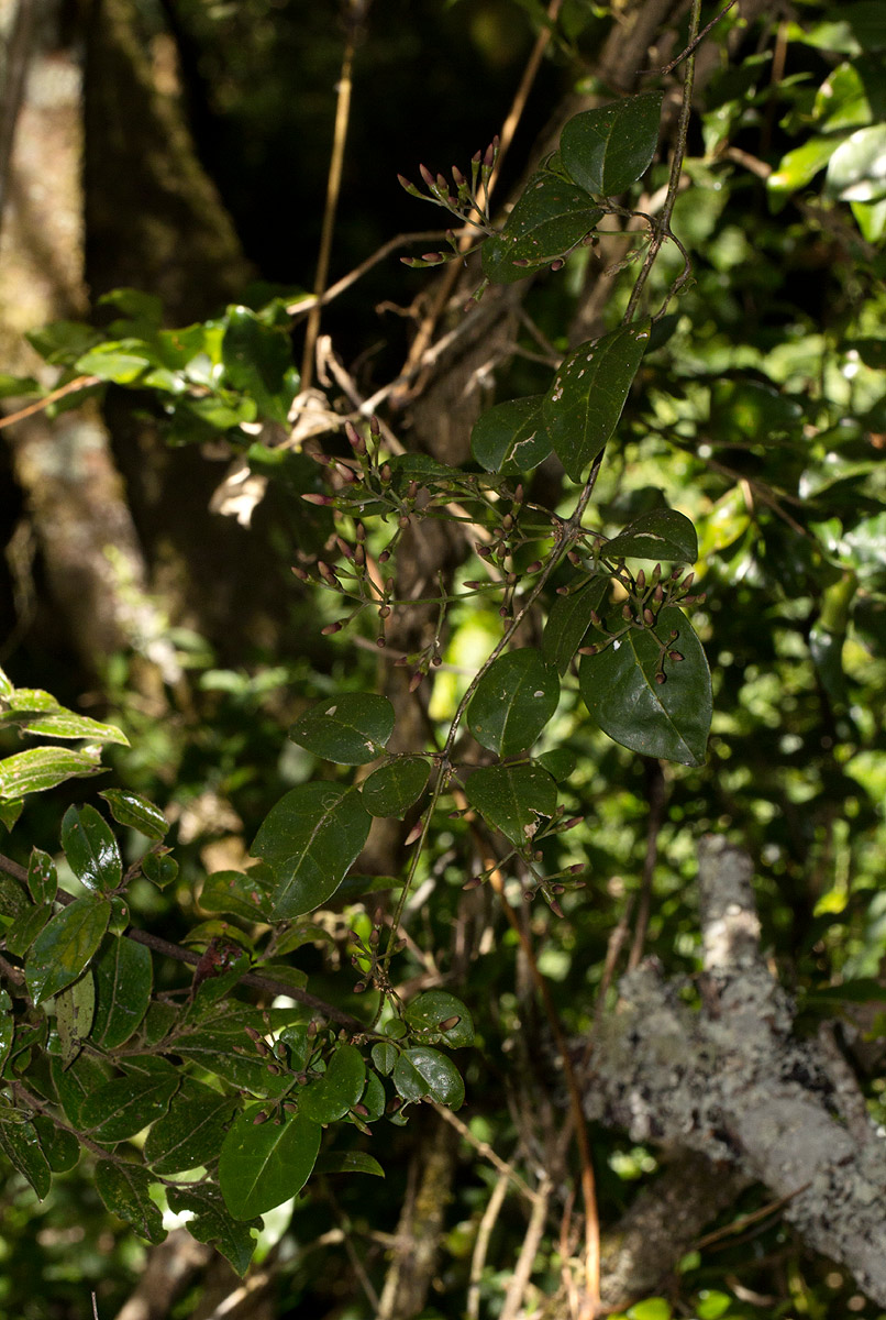 Jasminum abyssinicum Jasminum abyssinicum