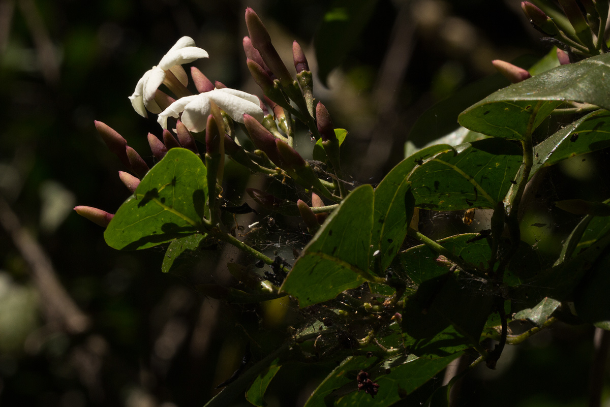 Jasminum abyssinicum Jasminum abyssinicum