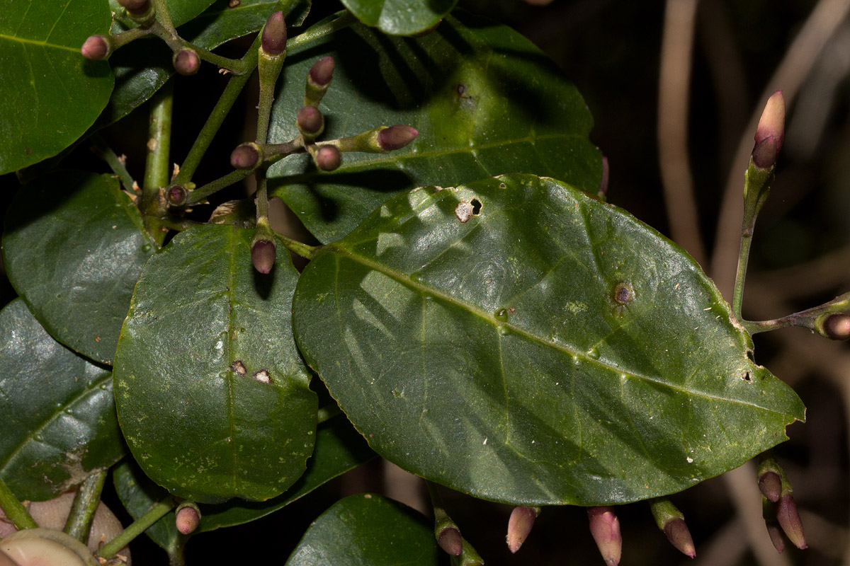 Jasminum abyssinicum Jasminum abyssinicum