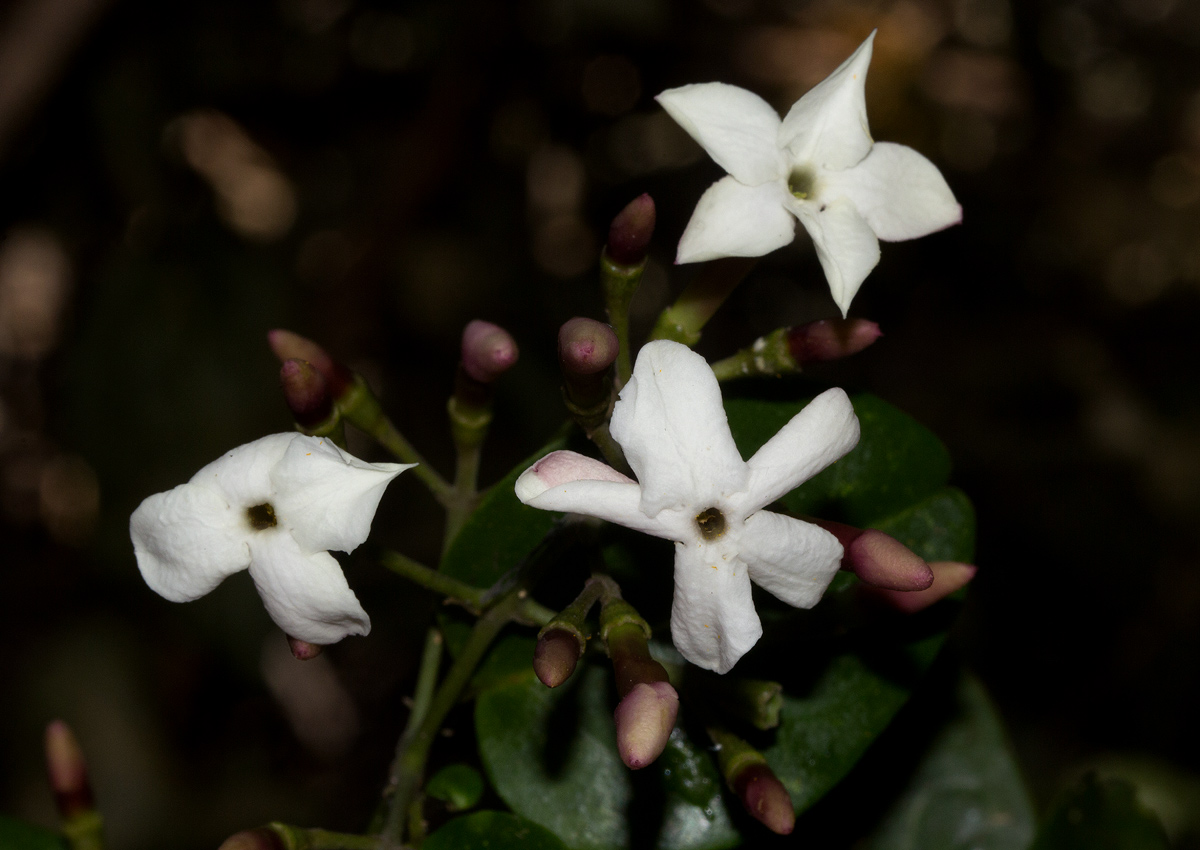 Jasminum abyssinicum Jasminum abyssinicum