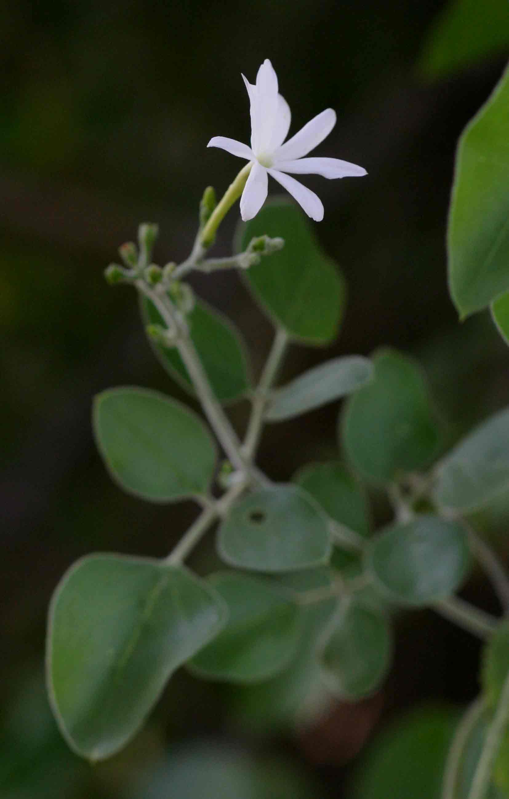 Jasminum fluminense Jasminum fluminense