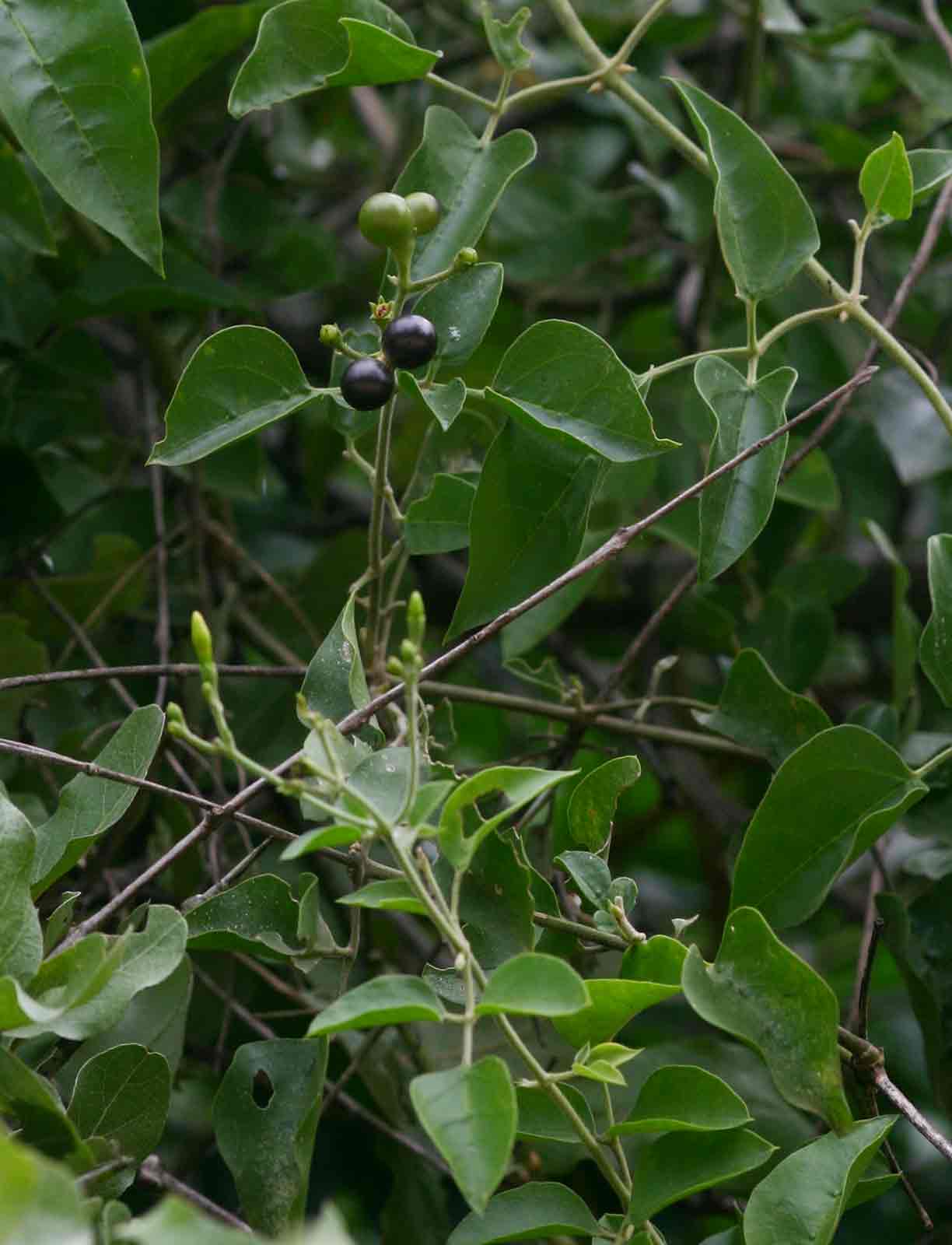 Jasminum fluminense Jasminum fluminense