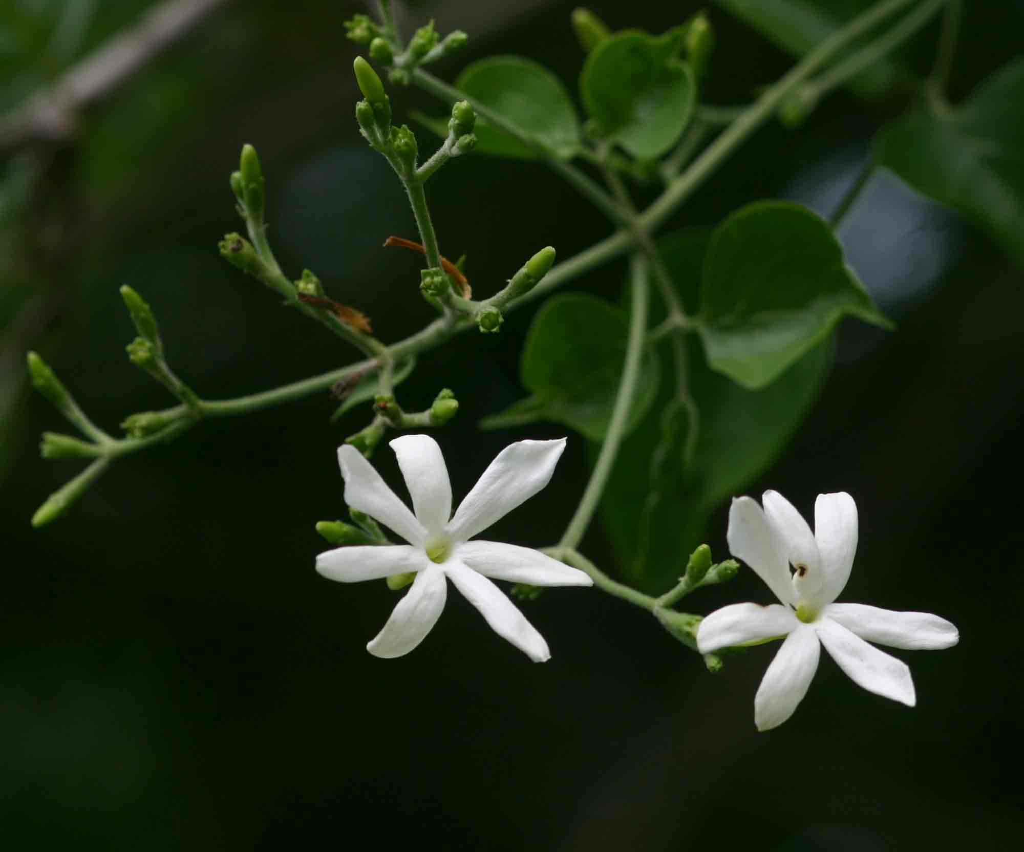 Jasminum fluminense Jasminum fluminense