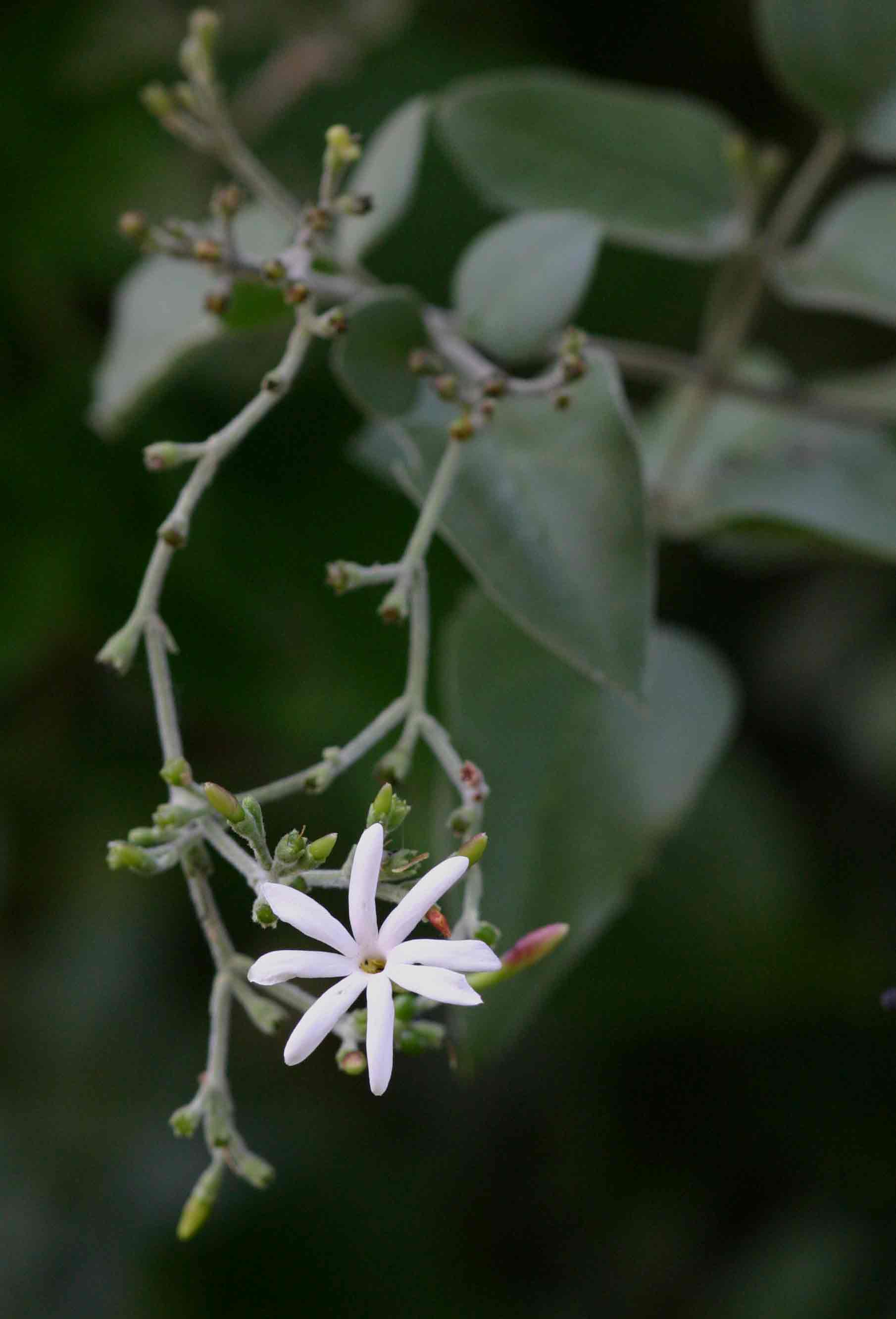 Jasminum fluminense Jasminum fluminense