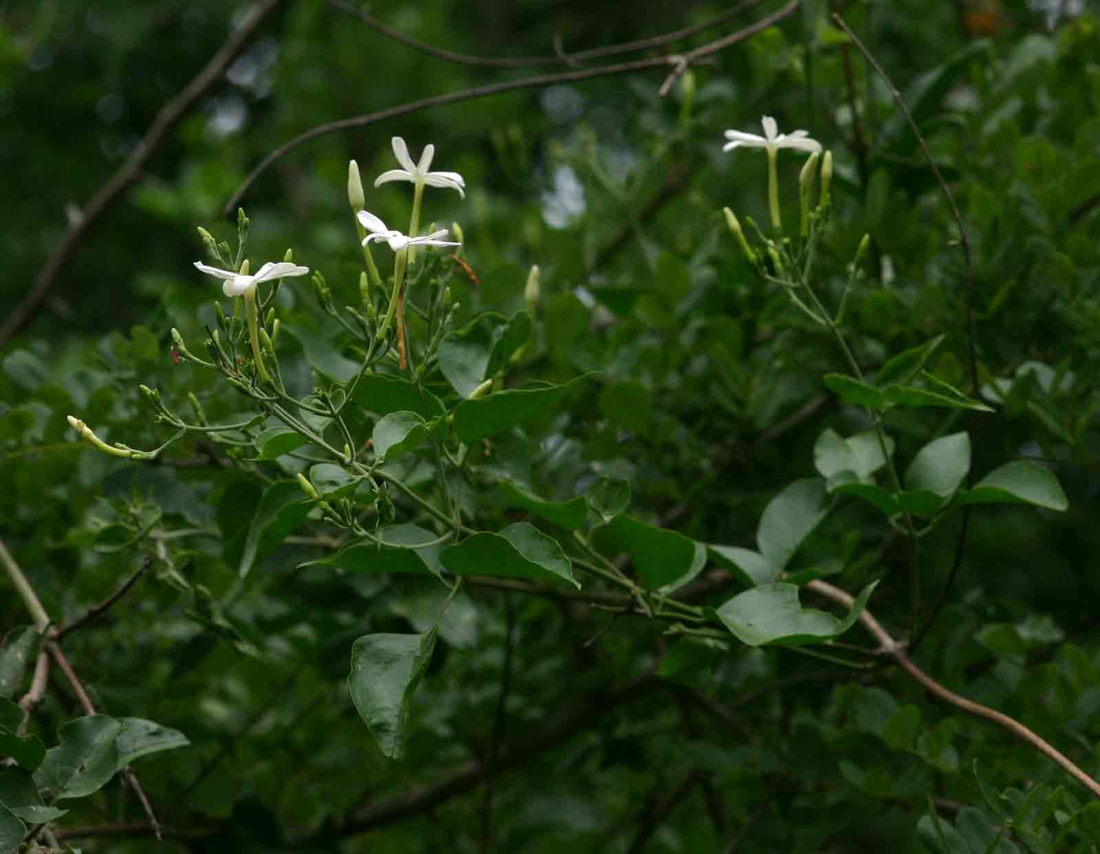 Jasminum fluminense Jasminum fluminense