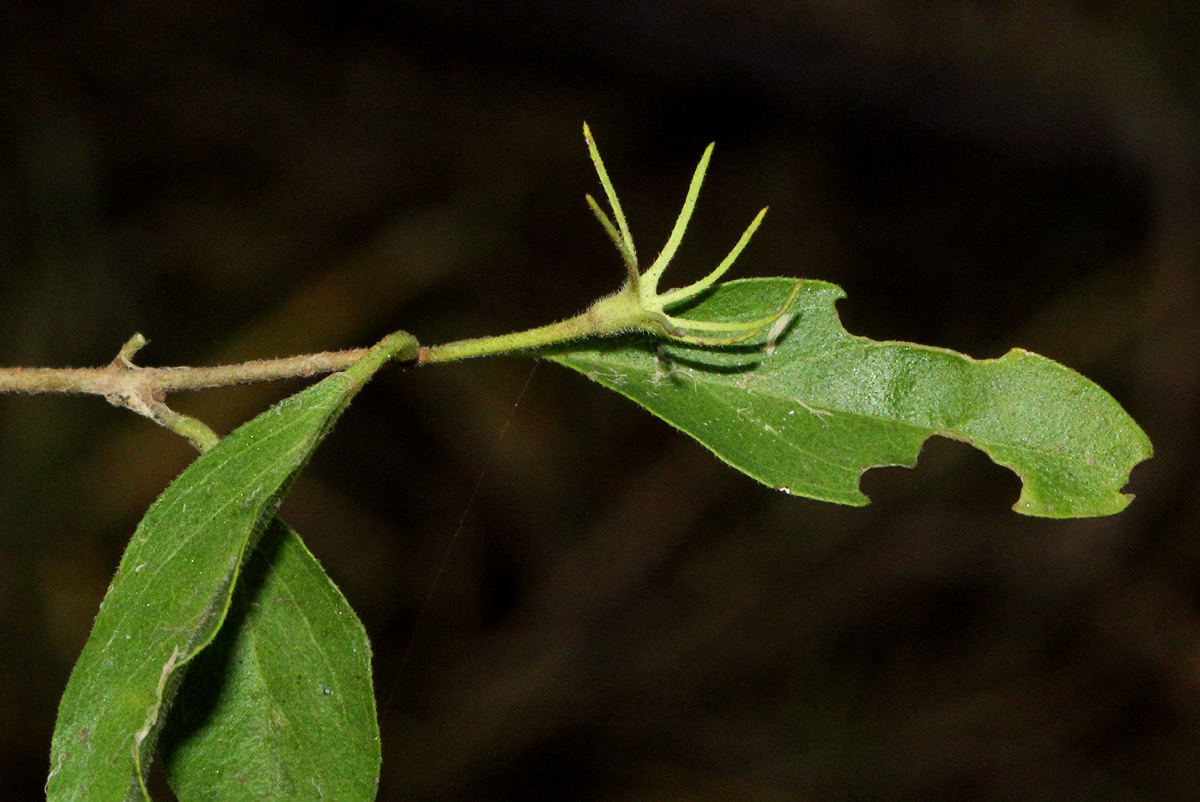 Jasminum stenolobum Jasminum stenolobum