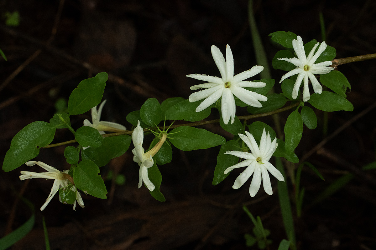Jasminum stenolobum Jasminum stenolobum