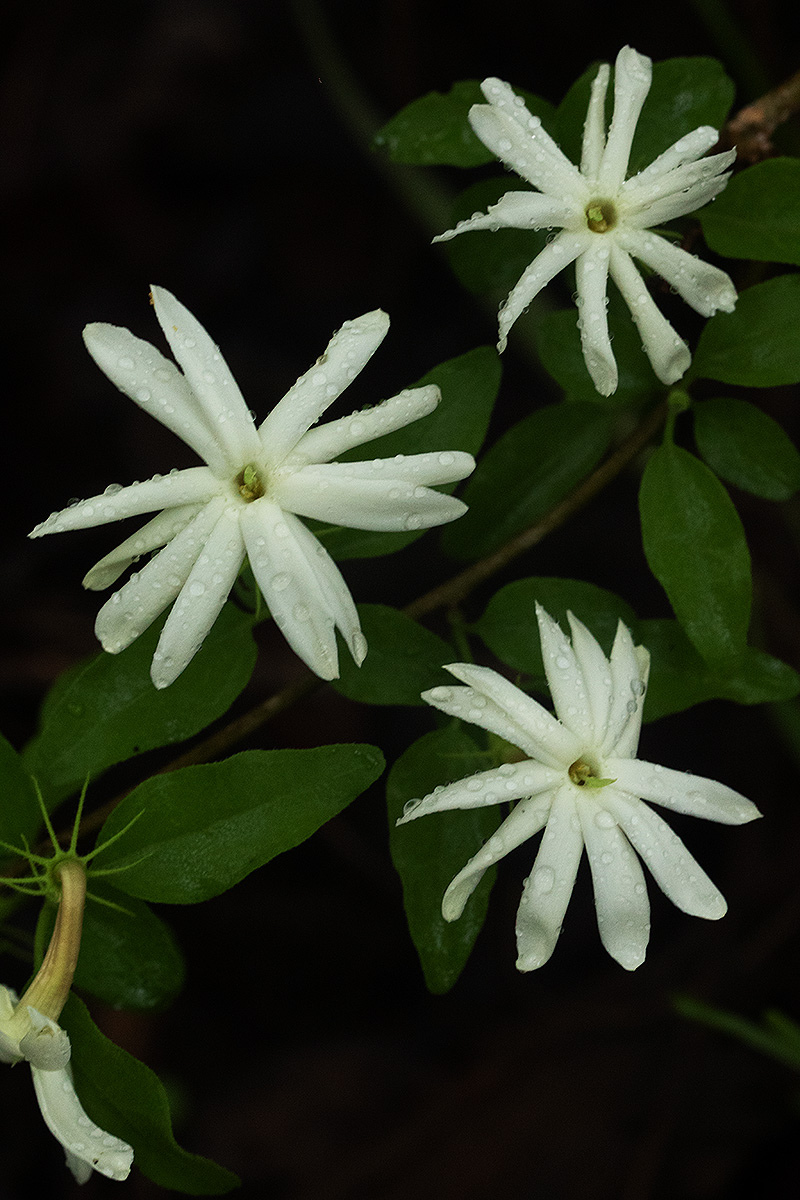 Jasminum stenolobum Jasminum stenolobum