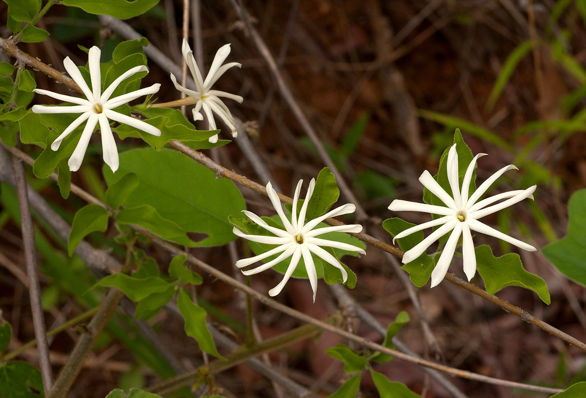 Jasminum stenolobum Jasminum stenolobum
