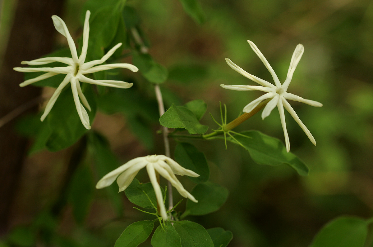 Jasminum stenolobum Jasminum stenolobum