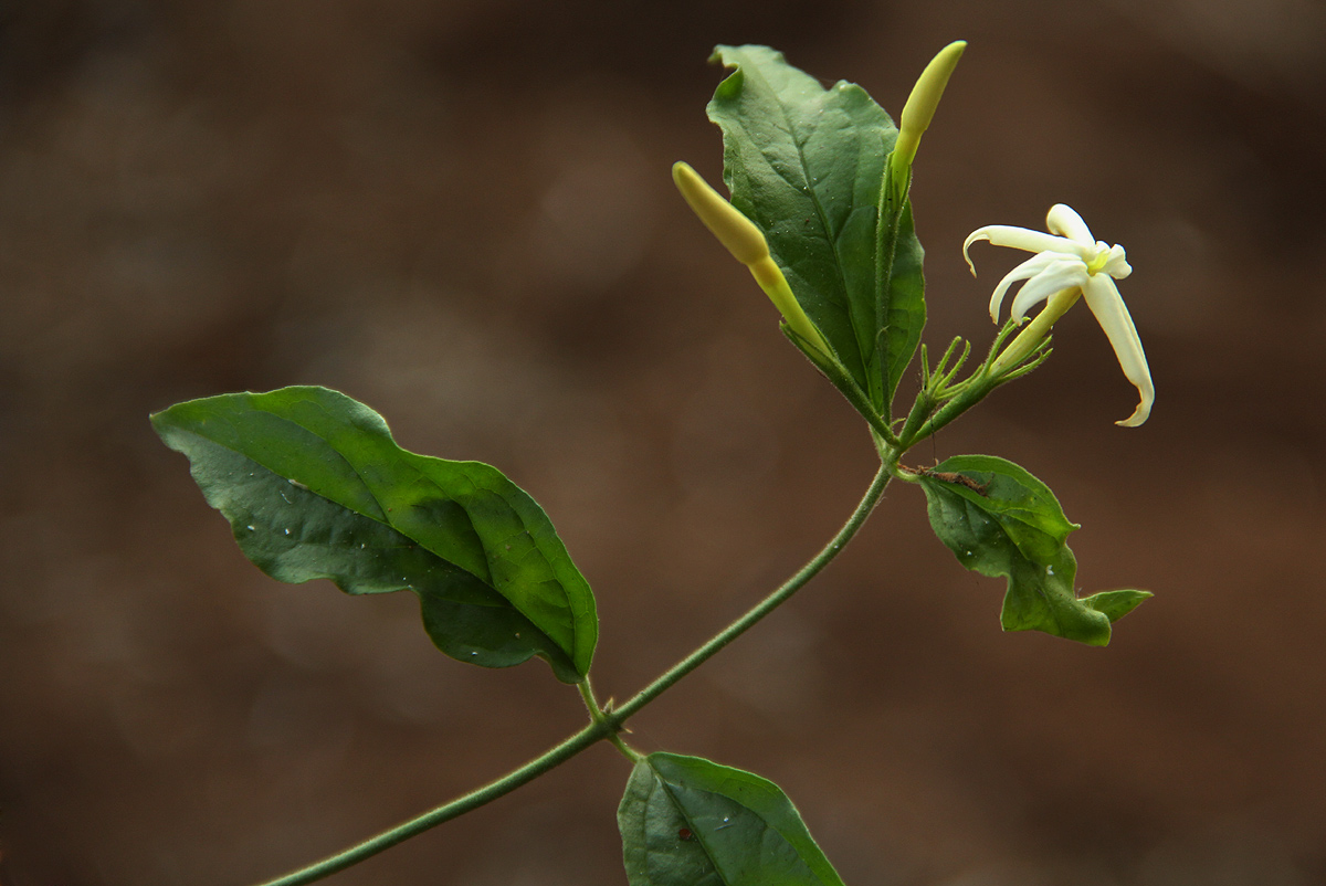 Jasminum streptopus Jasminum streptopus