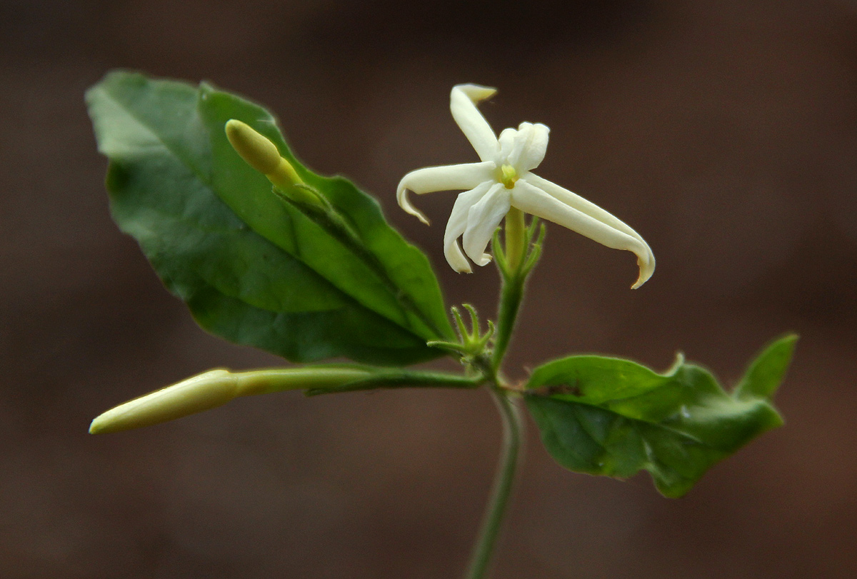 Jasminum streptopus Jasminum streptopus