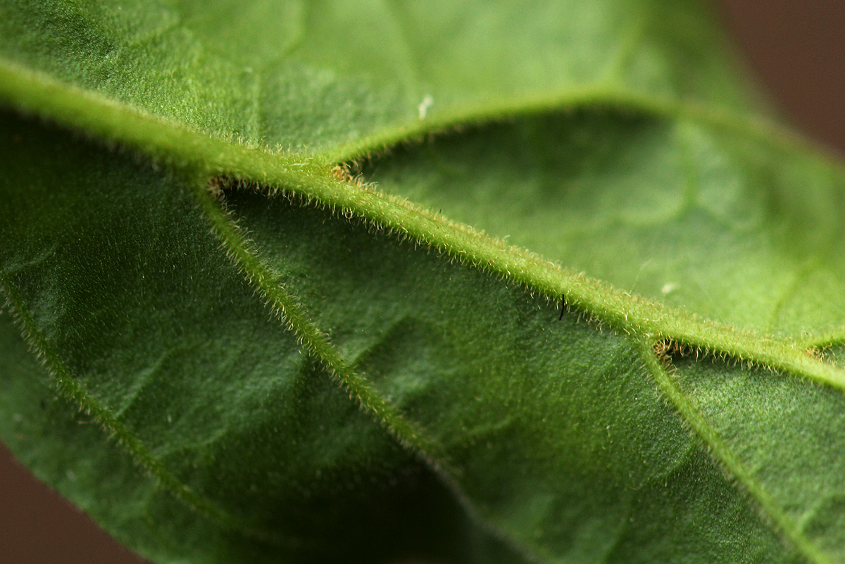 Jasminum streptopus Jasminum streptopus