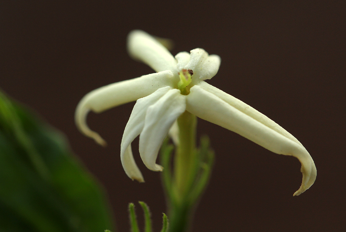 Jasminum streptopus Jasminum streptopus