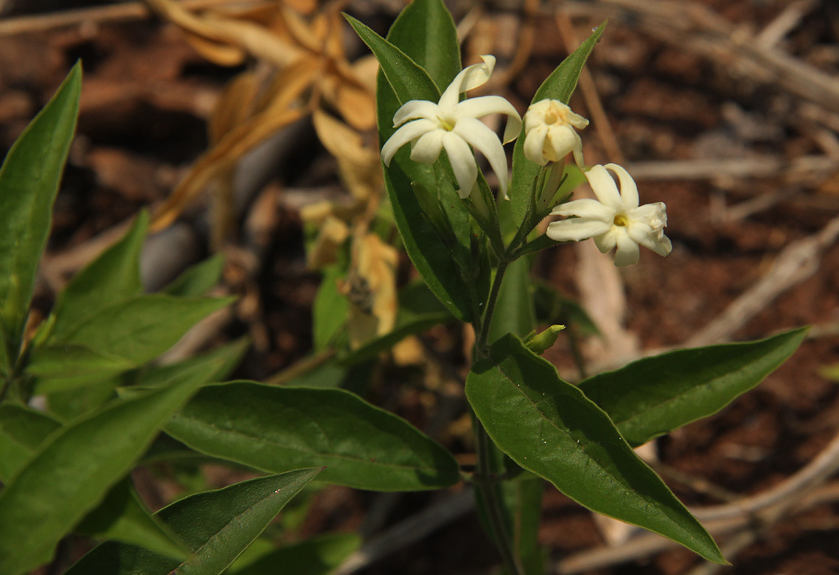 Jasminum streptopus Jasminum streptopus
