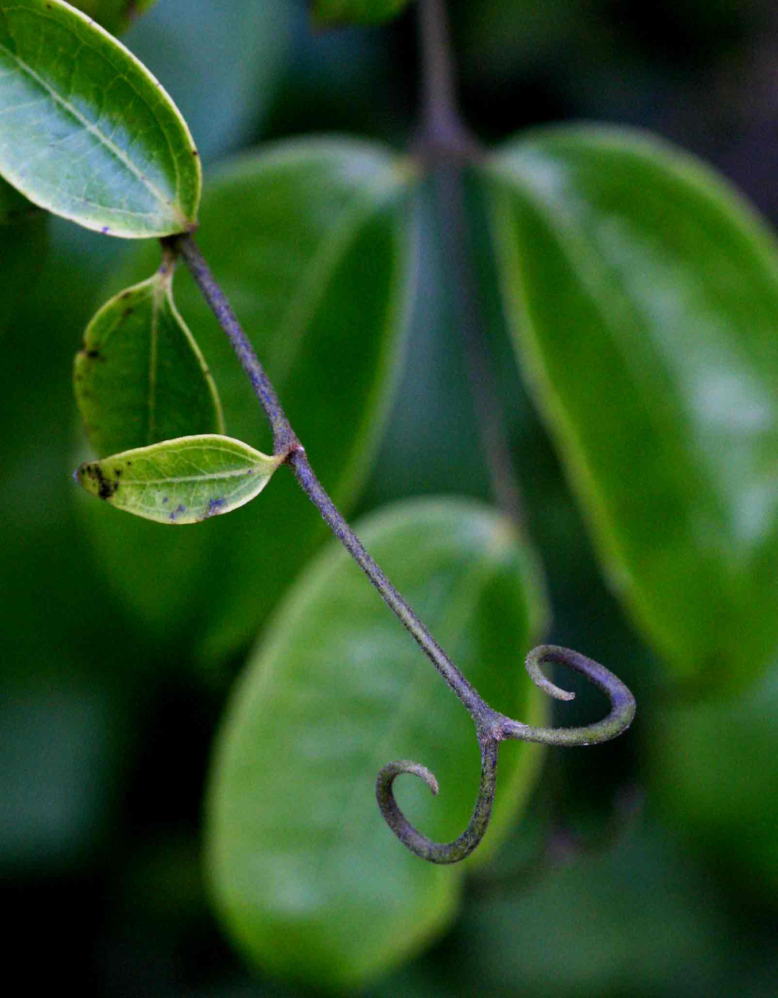 Strychnos lucens Strychnos lucens