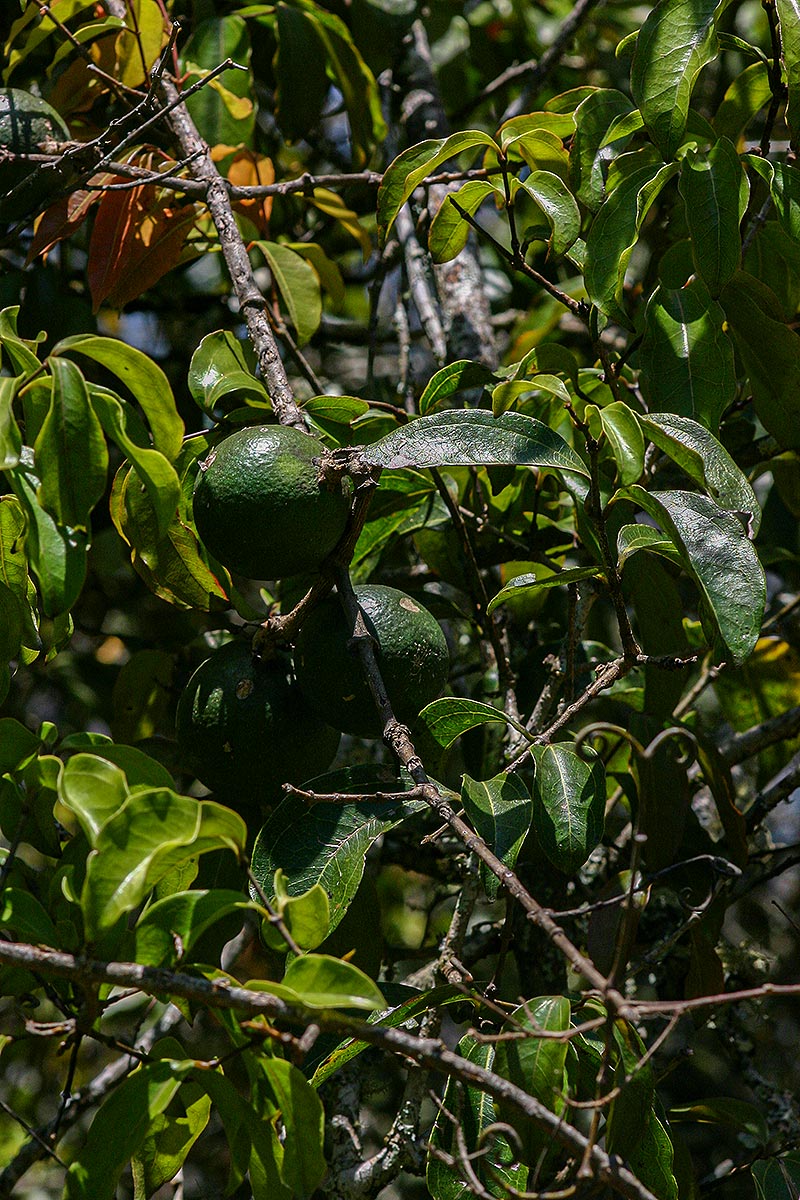 Strychnos lucens Strychnos lucens