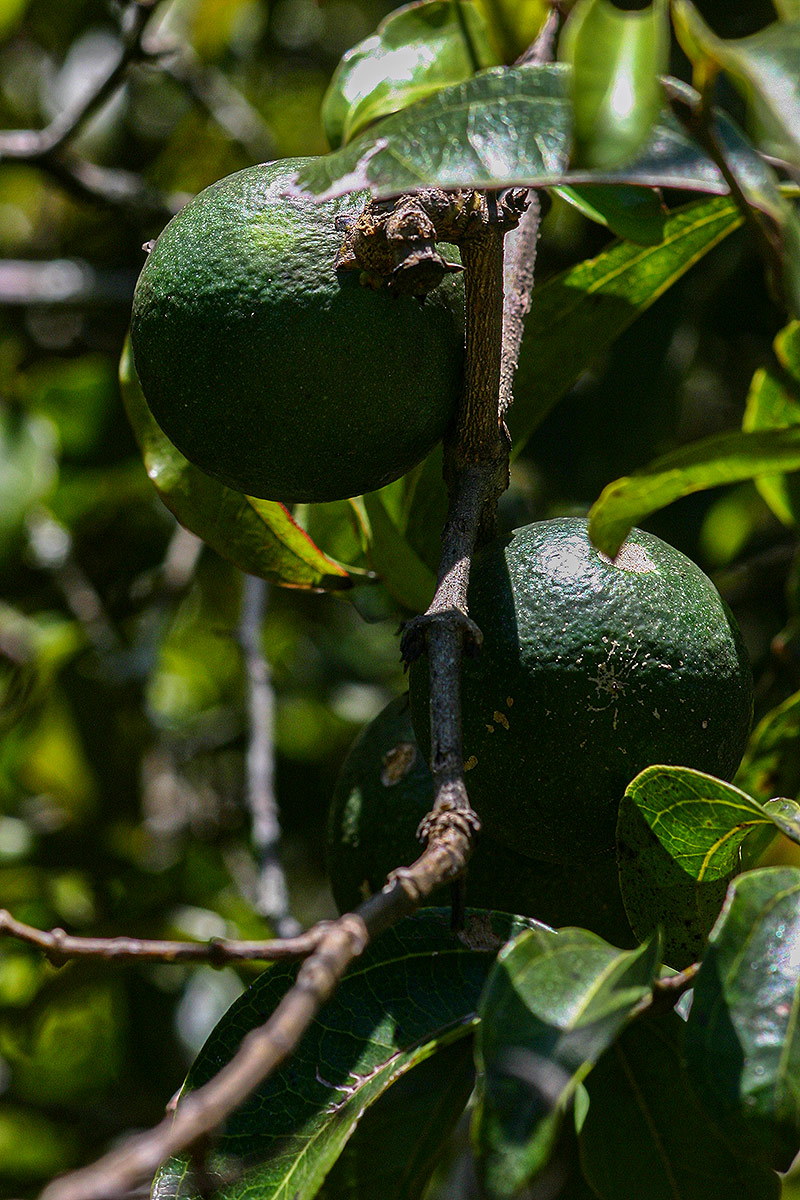 Strychnos lucens Strychnos lucens