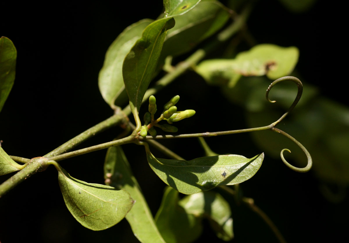 Strychnos lucens Strychnos lucens