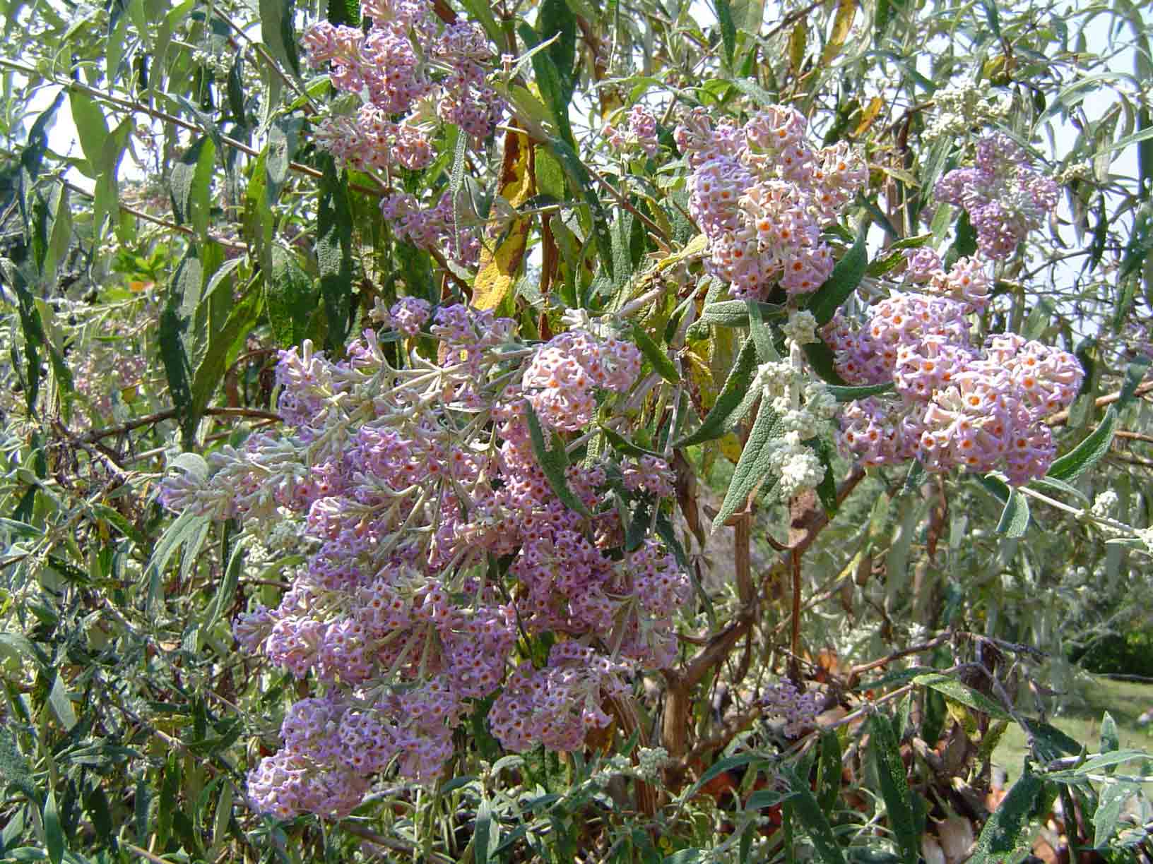 Buddleja salviifolia Buddleja salviifolia