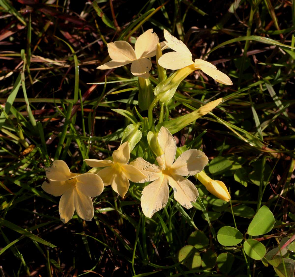 Exochaenium grande Exochaenium grande