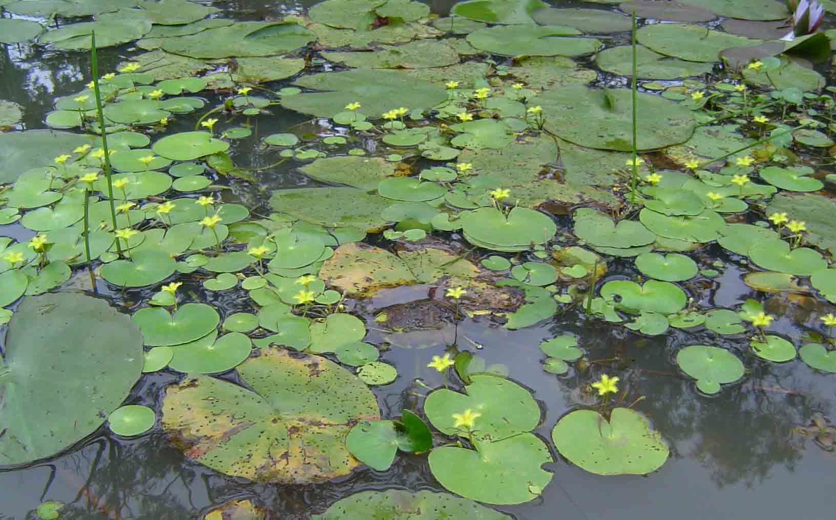Nymphoides thunbergiana Nymphoides thunbergiana