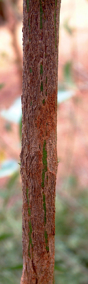 Acokanthera oppositifolia Acokanthera oppositifolia