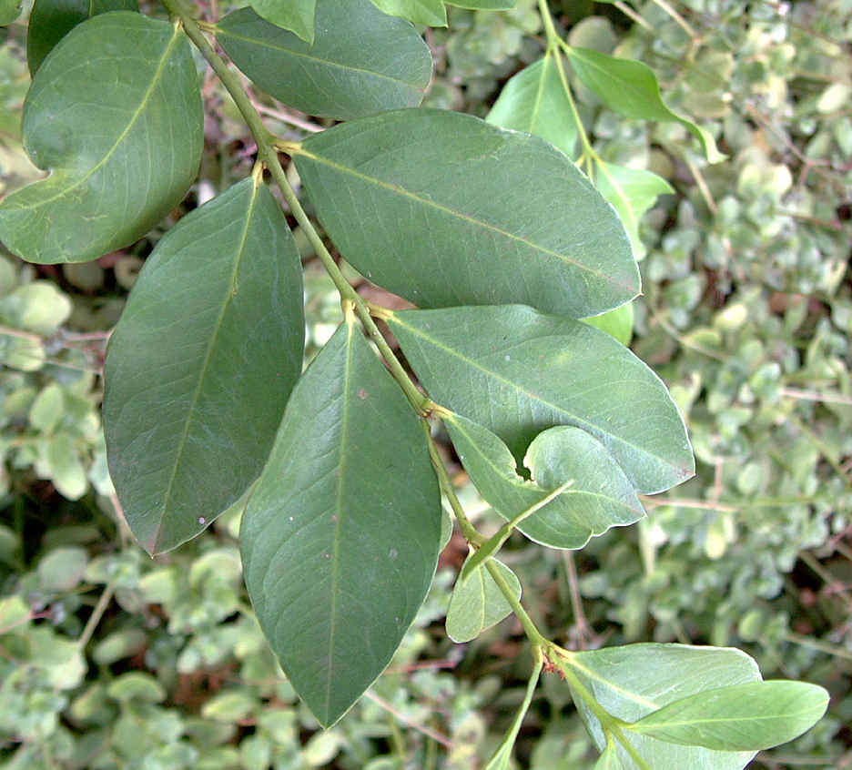 Acokanthera oppositifolia Acokanthera oppositifolia