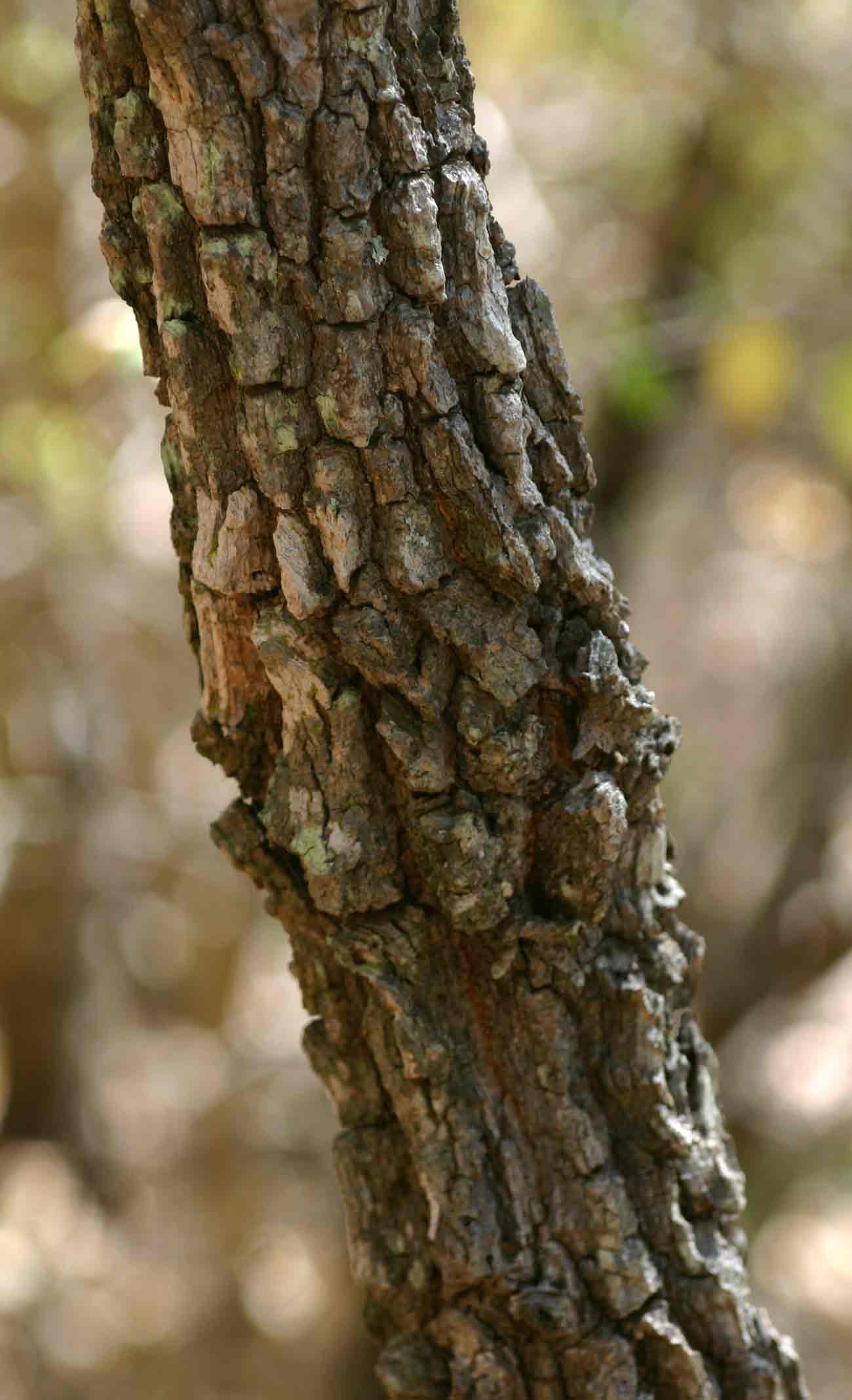 Diplorhynchus condylocarpon Diplorhynchus condylocarpon
