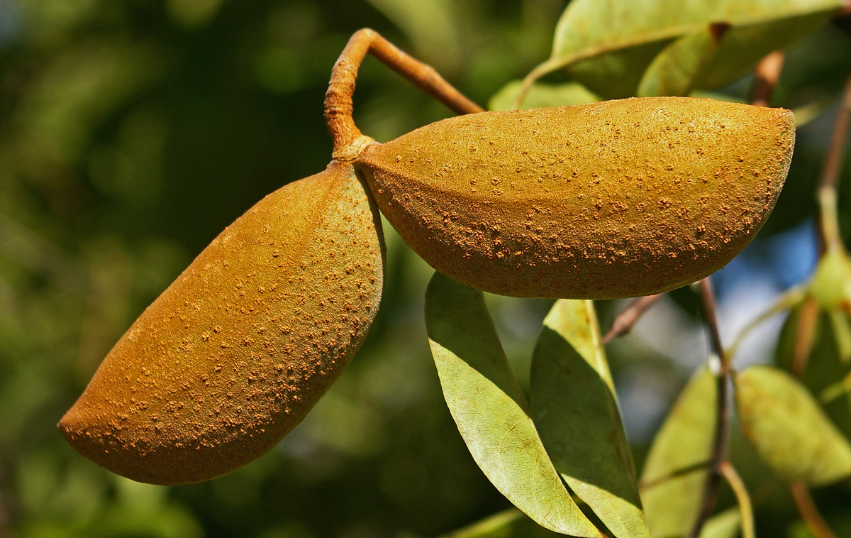 Diplorhynchus condylocarpon Diplorhynchus condylocarpon