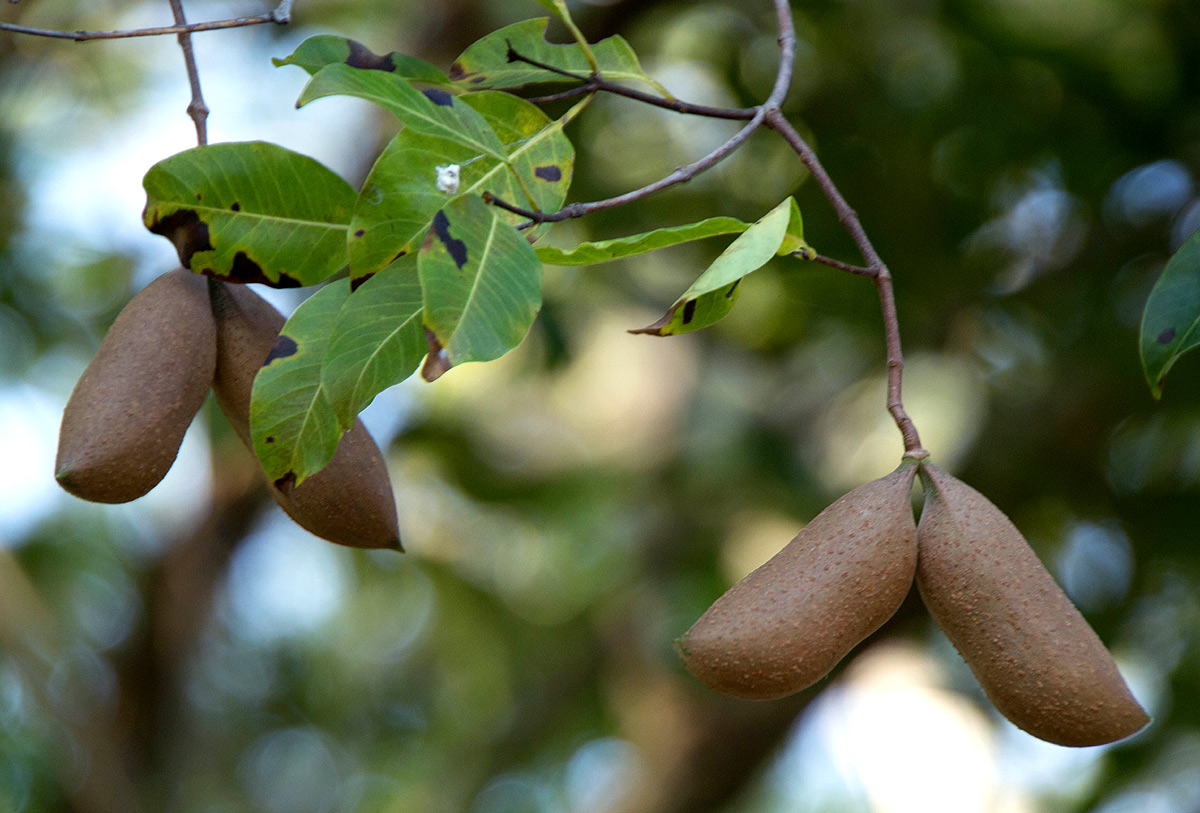 Diplorhynchus condylocarpon Diplorhynchus condylocarpon