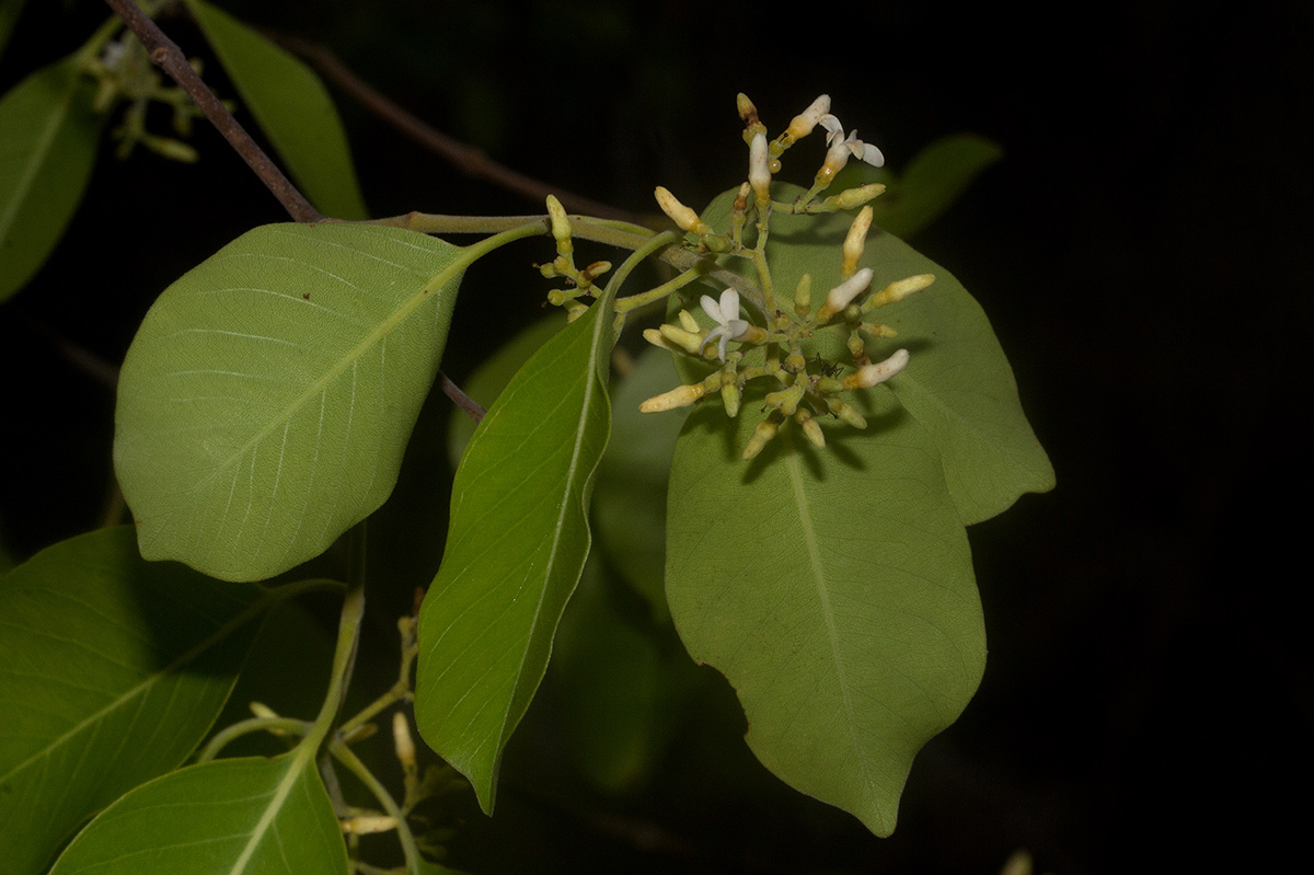 Diplorhynchus condylocarpon Diplorhynchus condylocarpon