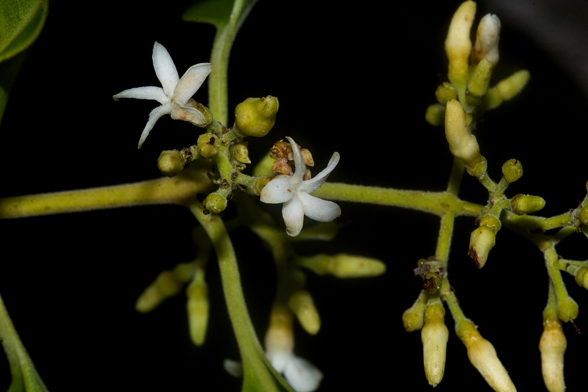 Diplorhynchus condylocarpon Diplorhynchus condylocarpon