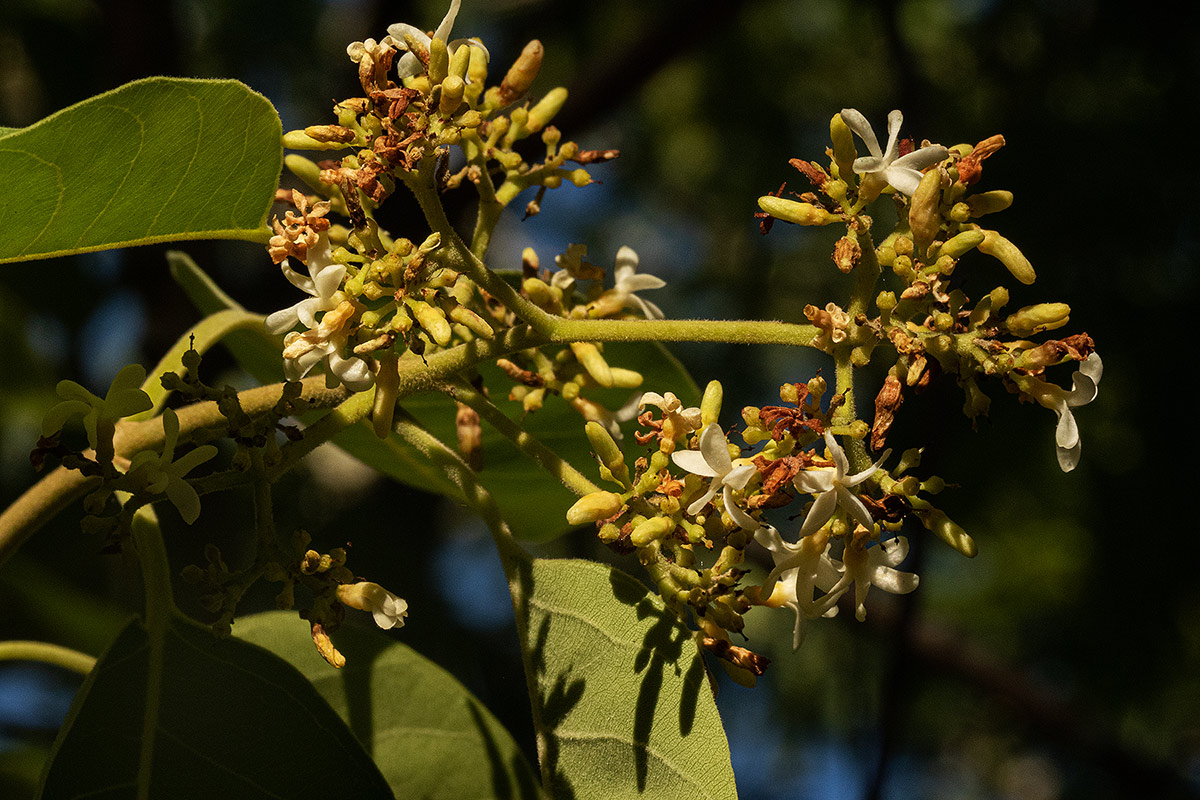 Diplorhynchus condylocarpon Diplorhynchus condylocarpon