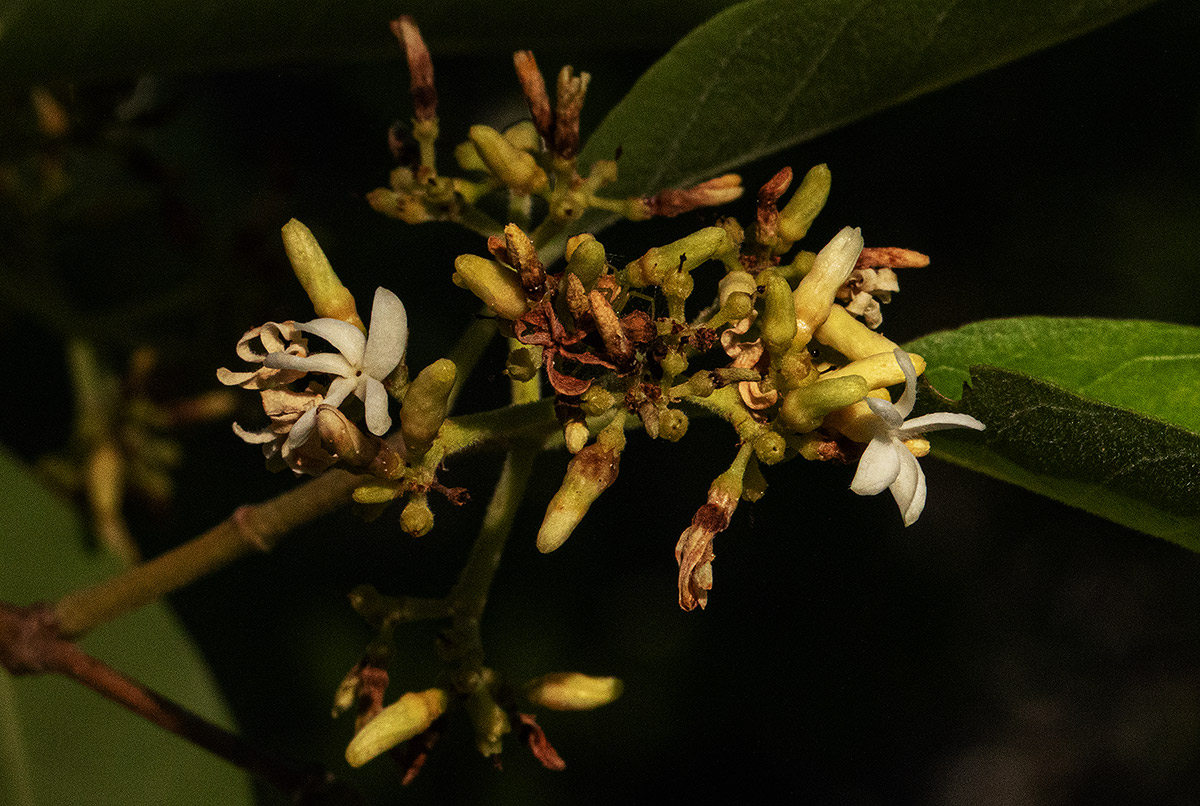 Diplorhynchus condylocarpon Diplorhynchus condylocarpon