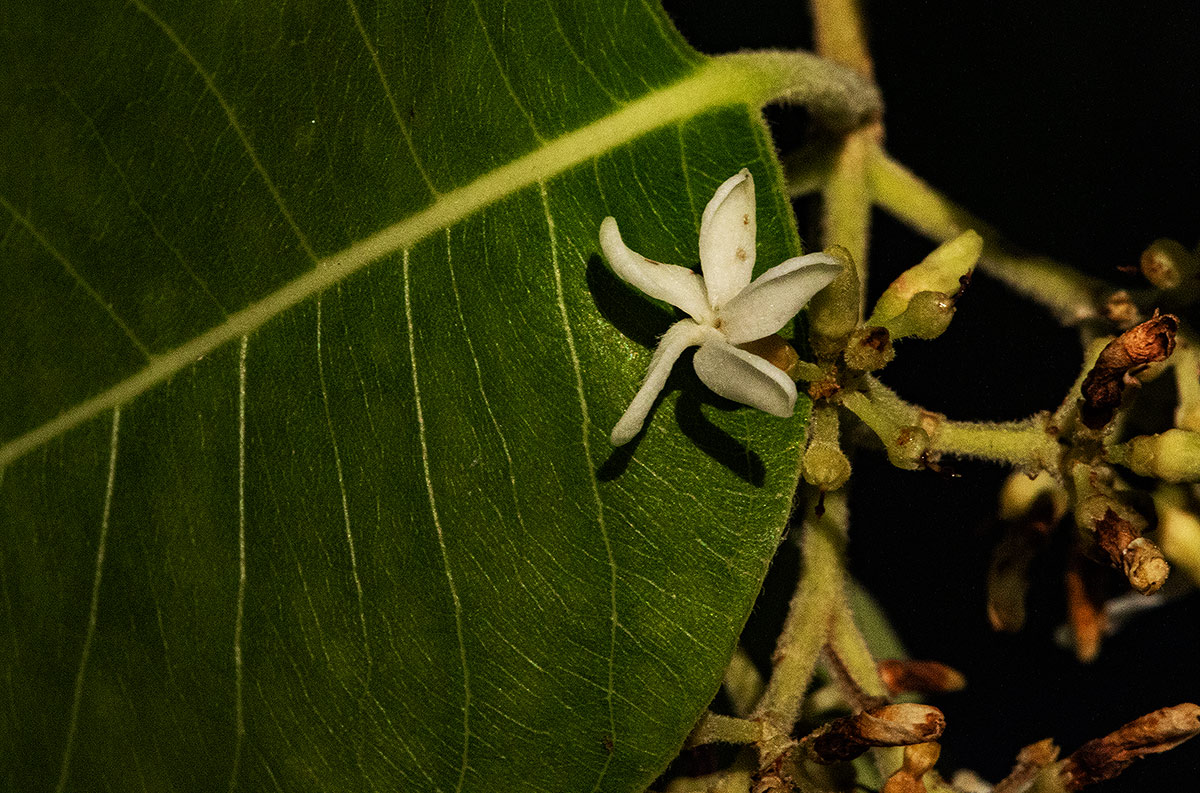 Diplorhynchus condylocarpon Diplorhynchus condylocarpon