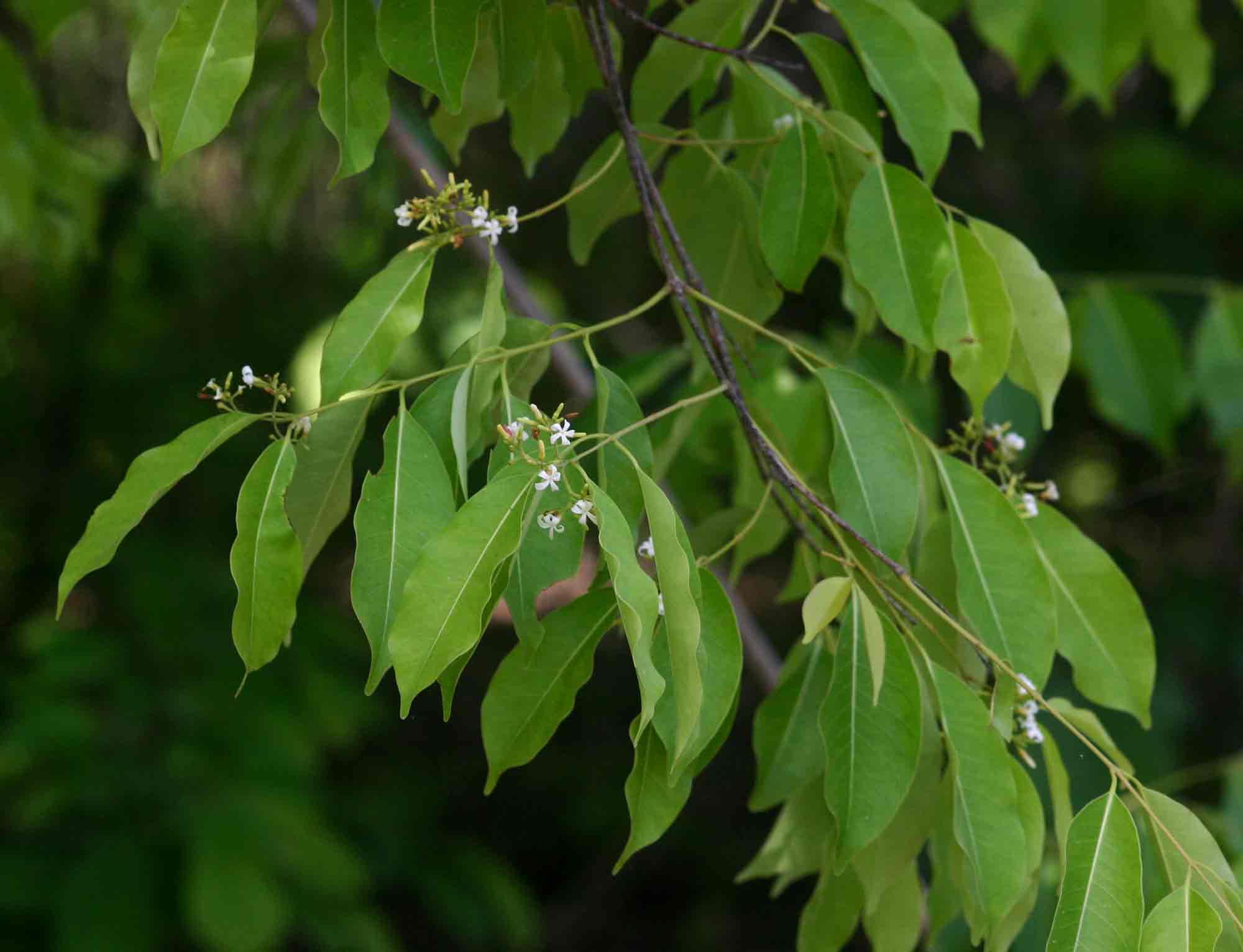 Diplorhynchus condylocarpon Diplorhynchus condylocarpon