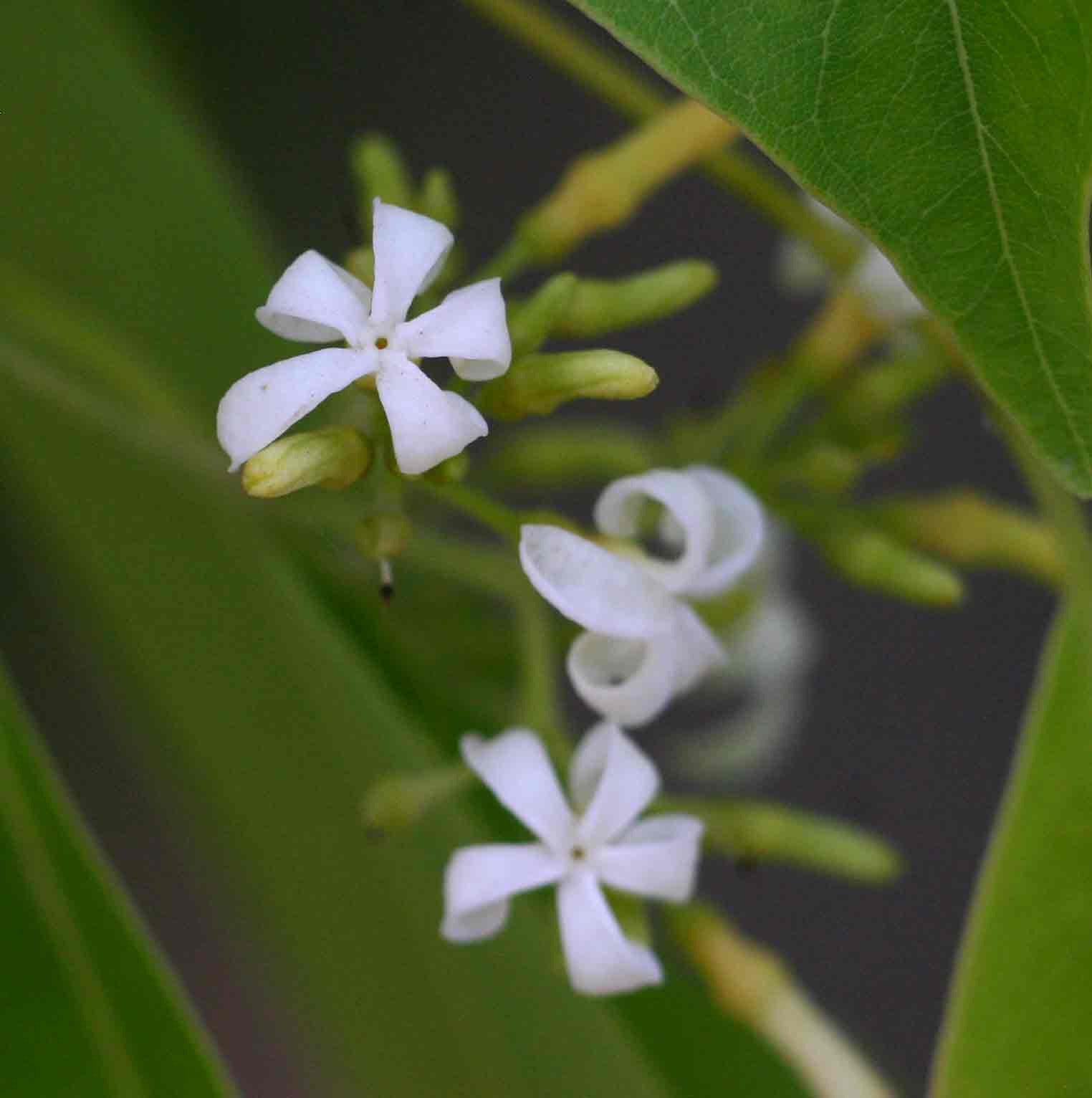 Diplorhynchus condylocarpon Diplorhynchus condylocarpon