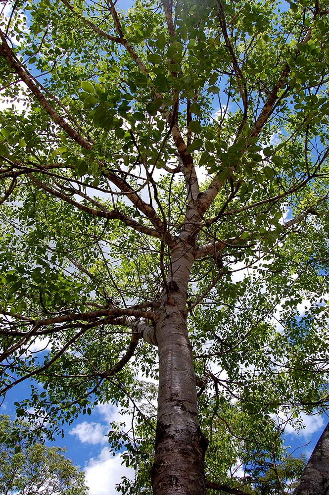 Diplorhynchus condylocarpon Diplorhynchus condylocarpon