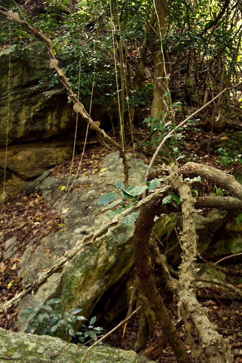 Strophanthus courmontii Strophanthus courmontii