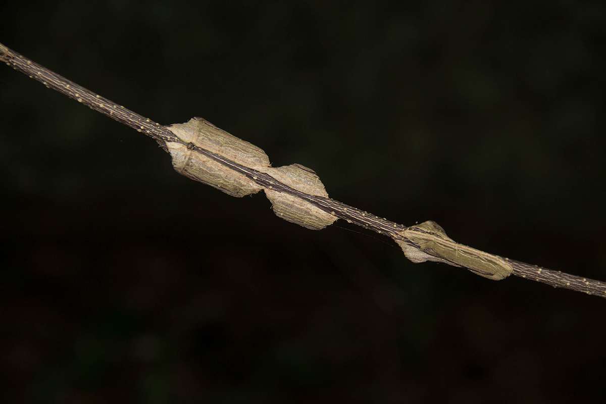 Strophanthus courmontii Strophanthus courmontii