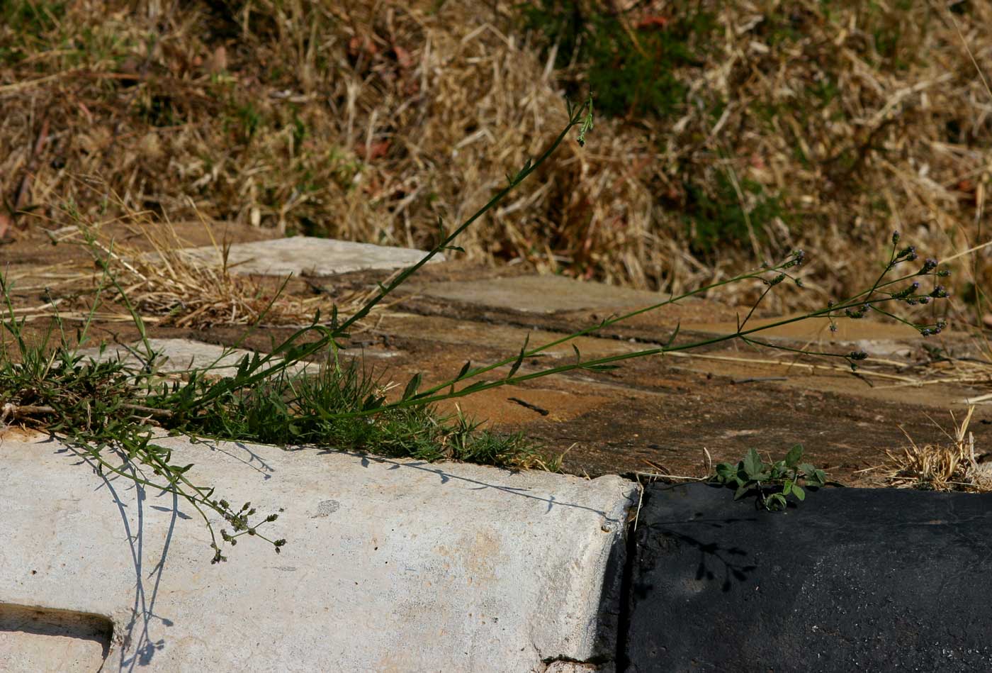 Verbena officinalis subsp. africana Verbena officinalis subsp. africana