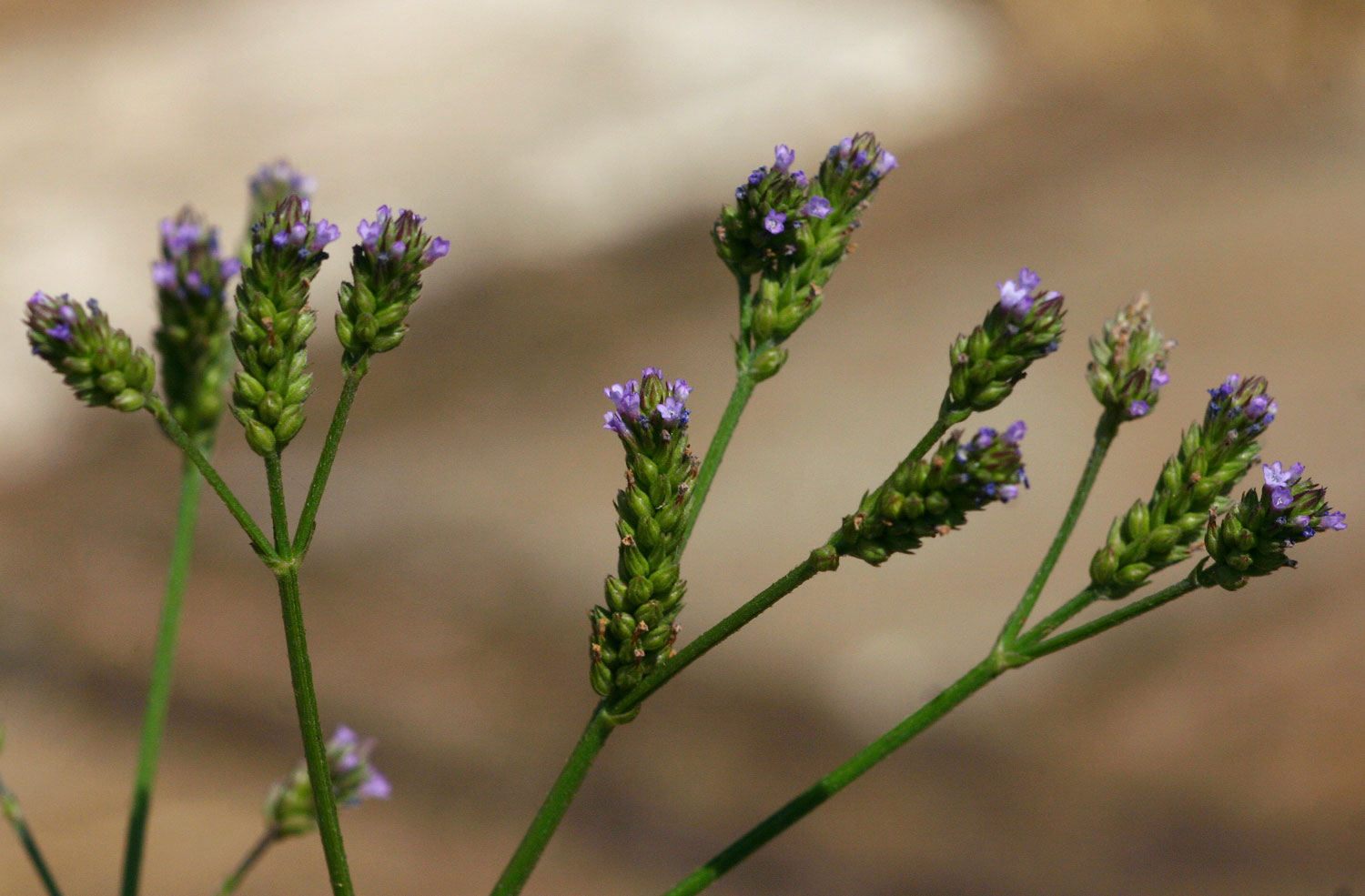 Verbena officinalis subsp. africana Verbena officinalis subsp. africana