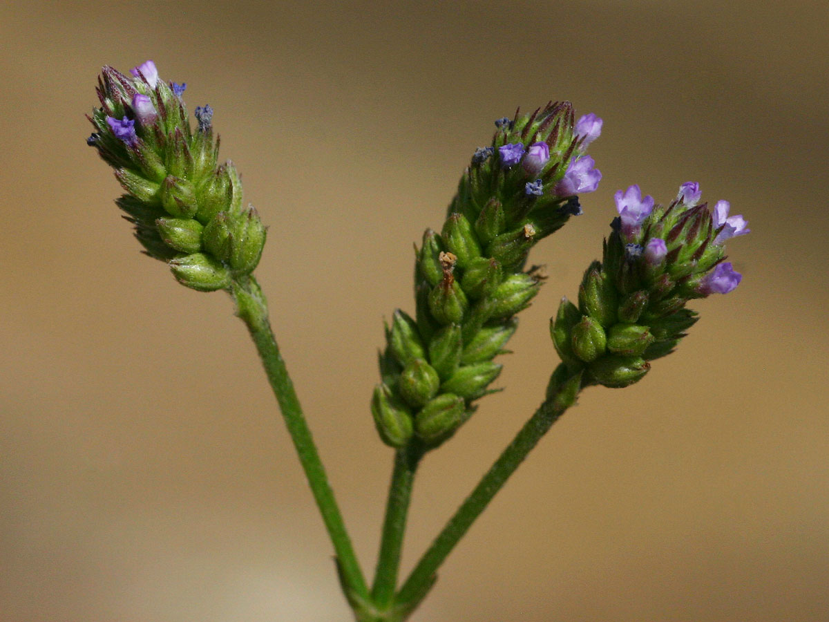 Verbena officinalis subsp. africana Verbena officinalis subsp. africana