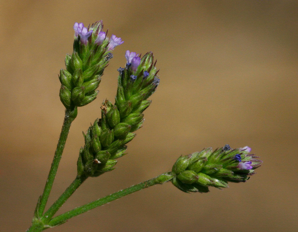 Verbena officinalis subsp. africana Verbena officinalis subsp. africana