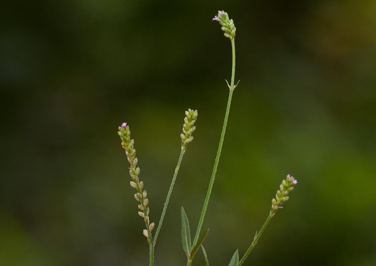 Verbena officinalis subsp. africana Verbena officinalis subsp. africana